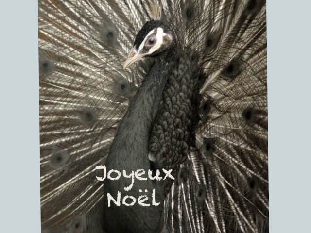 Joyeux Noël  Image29