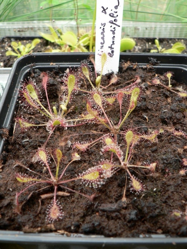 Drosera linearis X rotundifolia 002_co10