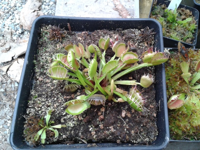 Dionaea 'Crossteeth x fusedtooth' - Page 2 2014-010