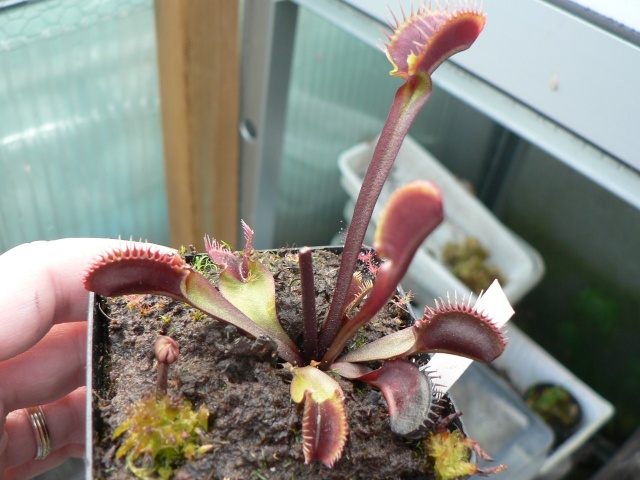 Dionaea Muscipula 'red fused petiole' P1120010