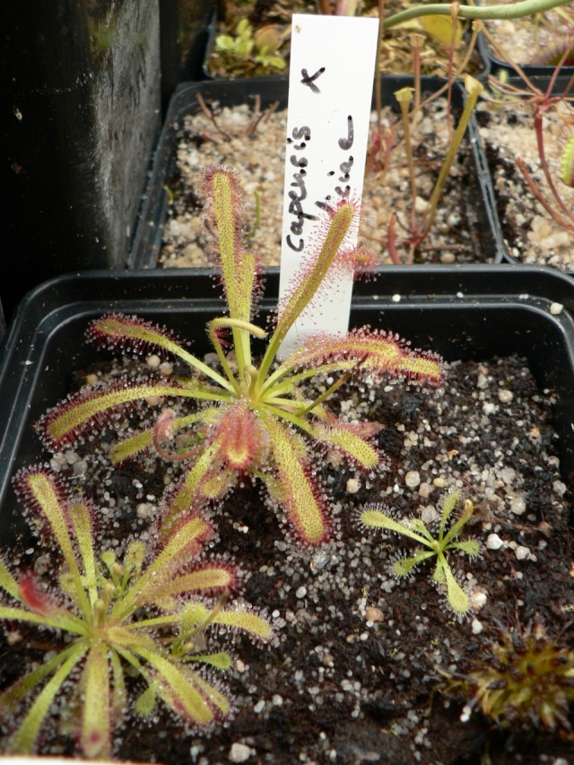 Drosera capensis x aliciae P1120619