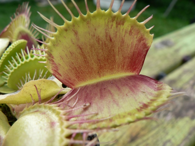 Dionaea 'Iris' P1140313