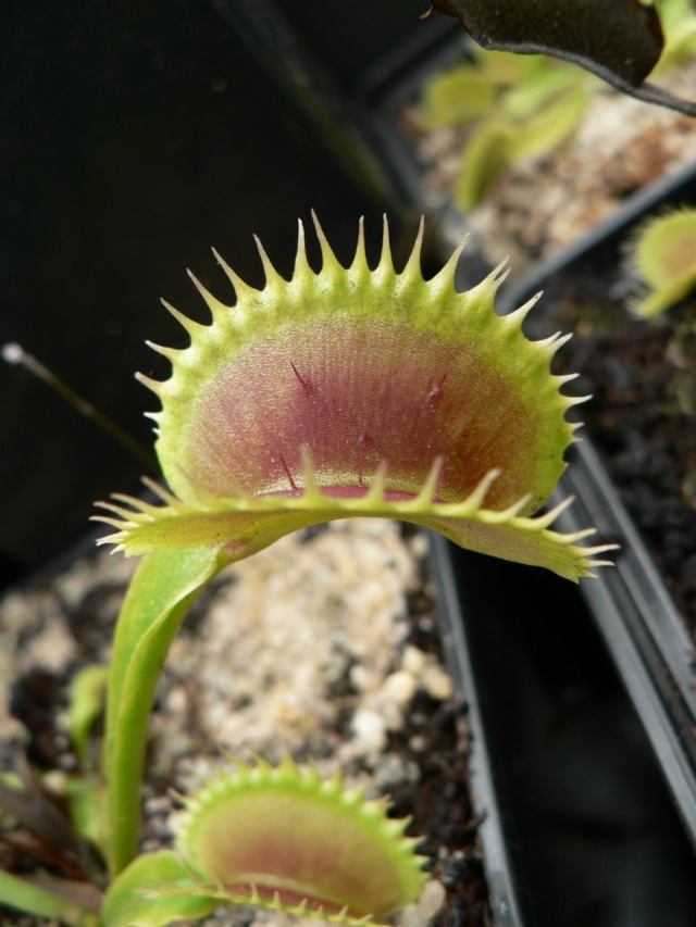 Dionaea seedling - Page 2 Samlin10