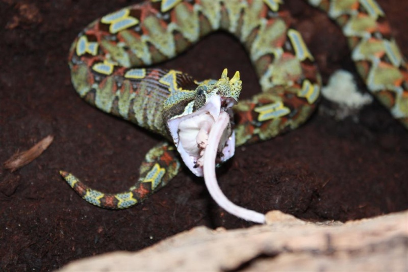 Bitis nasicornis after shed Img_1912