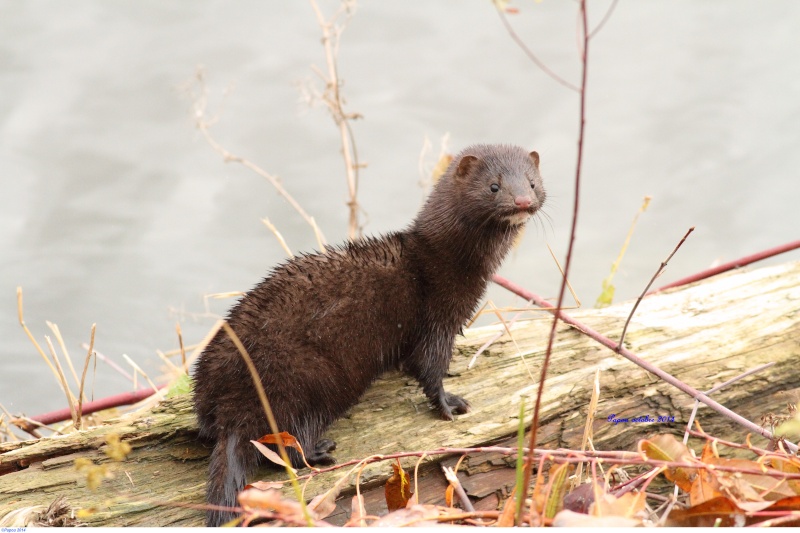 Vison du réservoir Beaudet Papou275