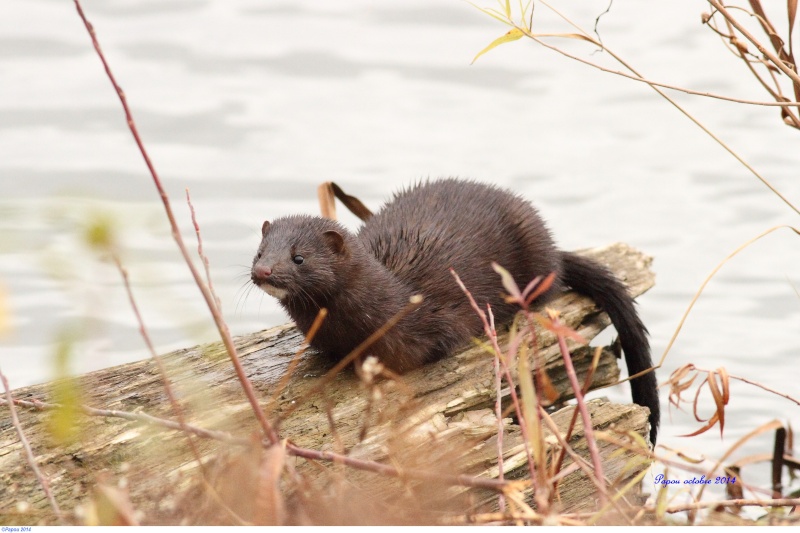 Vison du réservoir Beaudet Papou279