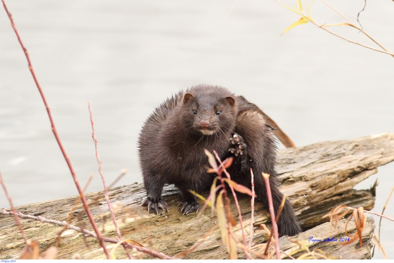 Vison du réservoir Beaudet Papou280