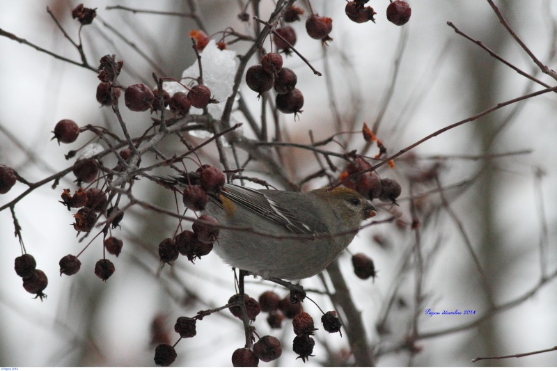 Durbecs des sapins  Papou293