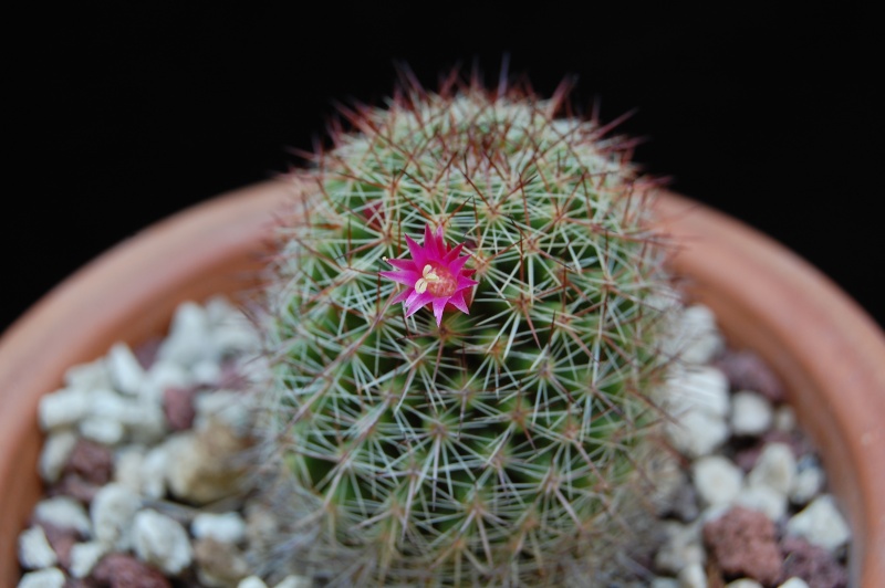 Mammillaria haasii 2541-211