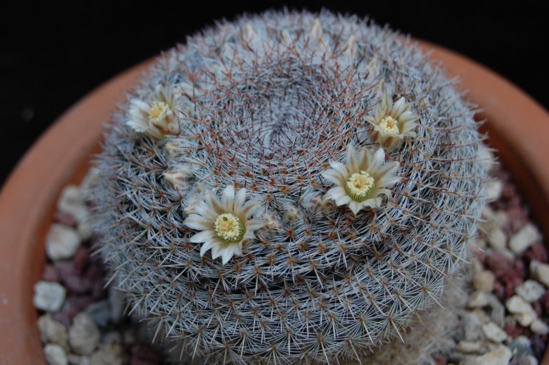 Mammillaria chionocephala 4076-z10