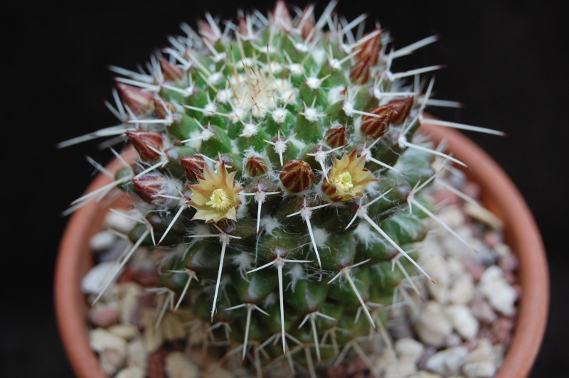 Mammillaria knippeliana 5134-210