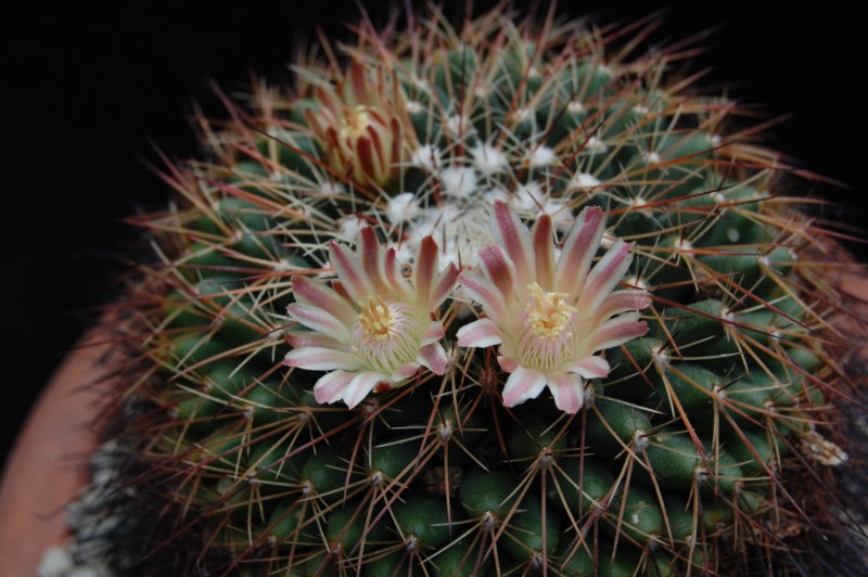 Mammillaria heyderi 6101-214