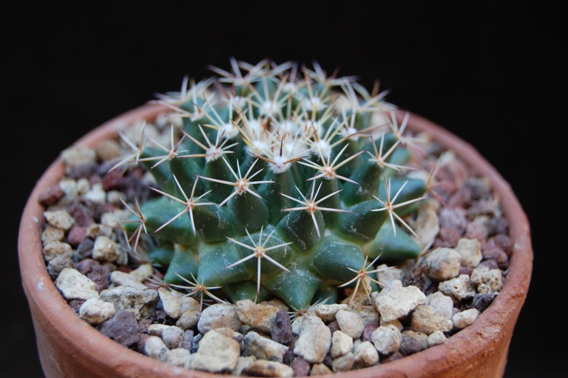 Mammillaria heyderi - Page 2 6242_j10