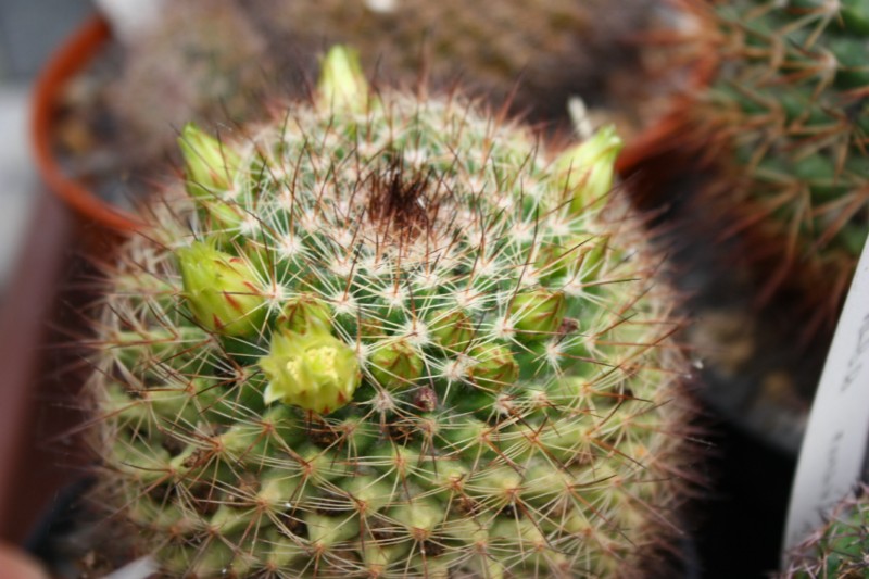 Mammillaria brandegeei Brande10