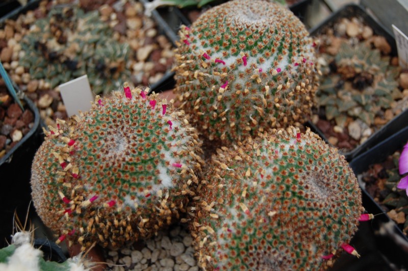 Mammillaria crucigera Crucig10