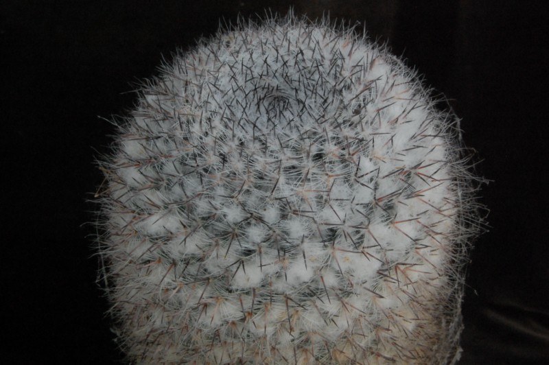 Mammillaria dyckiana Dsc_0014