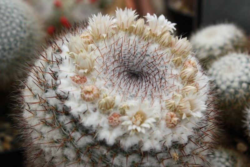 Mammillaria dyckiana Dychia10