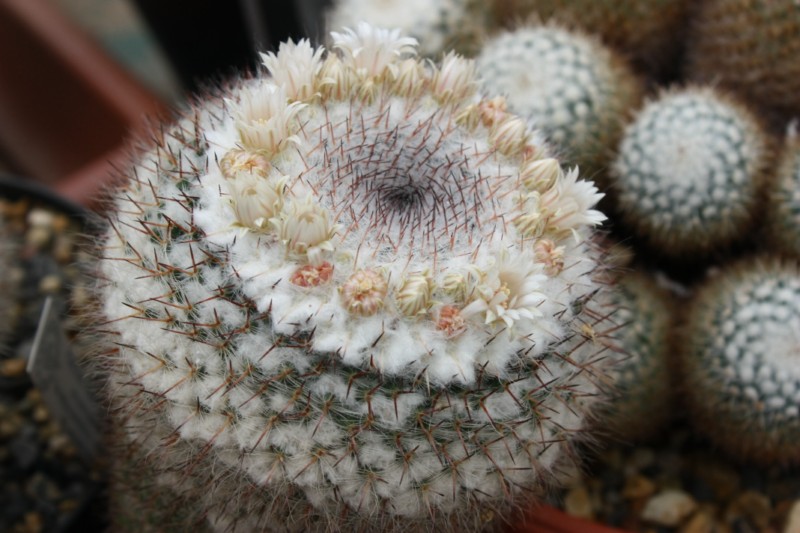 Mammillaria dyckiana Dychia11