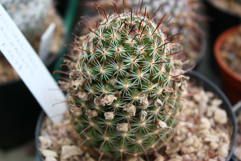 Mammillaria guirocobensis Guiroc10