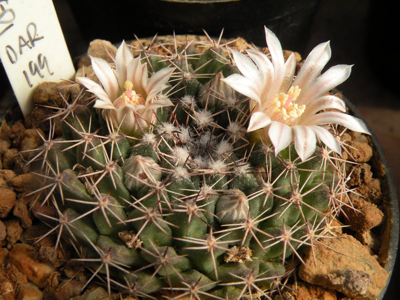 Mammillaria heyderi Heyder15