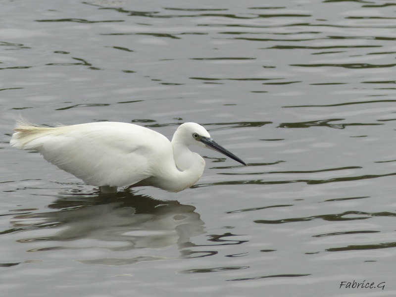 belle aigrette P1010310