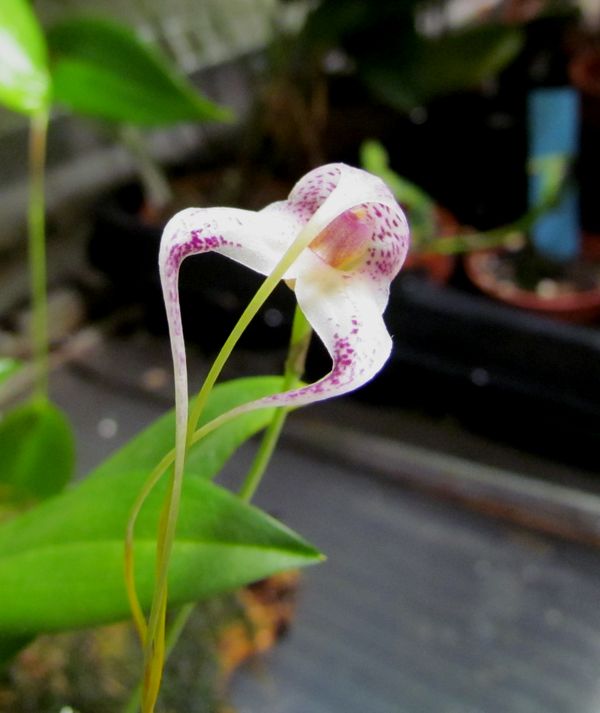 Masdevallia schmidt-mummii Img_2612