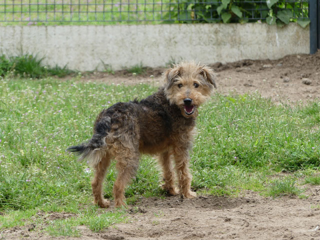 PILOU (Fox Terrier) Pilou210