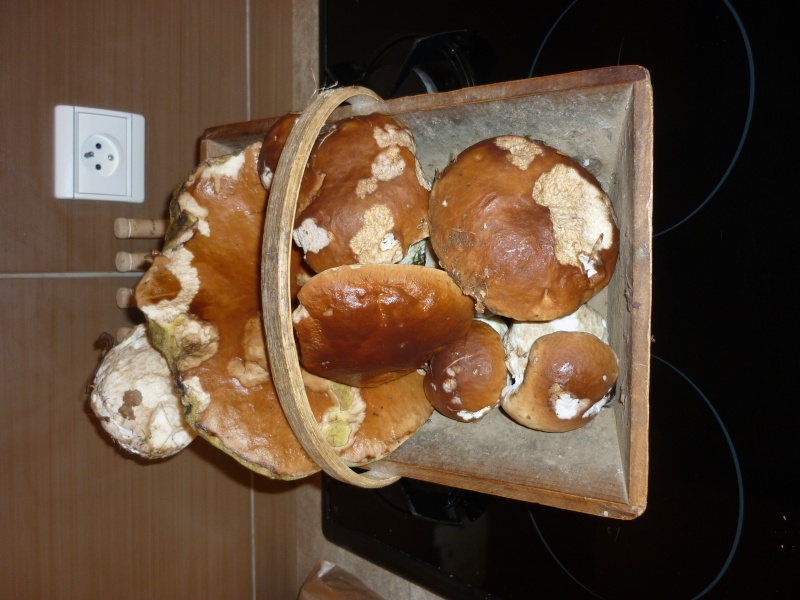 cueillette de champignons P1010714