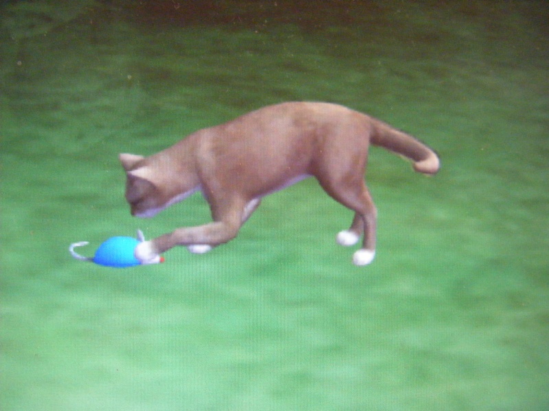 I'll make your cat on Sims!! Dscf3311