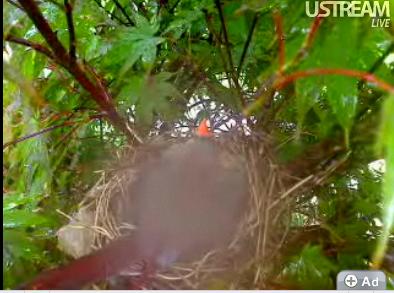 Northern Cardinal Nest Webcam Nc12