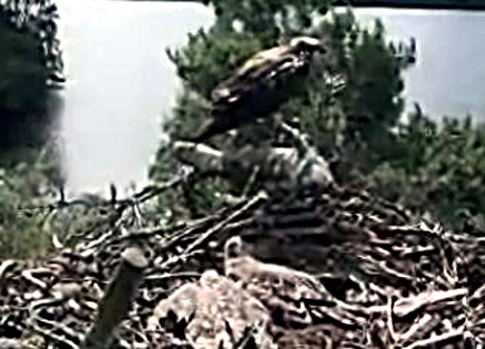 Scottish Wildlife Osprey Cam Osprey13