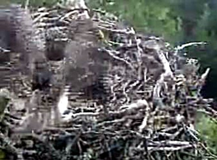 Scottish Wildlife Osprey Cam Osprey15