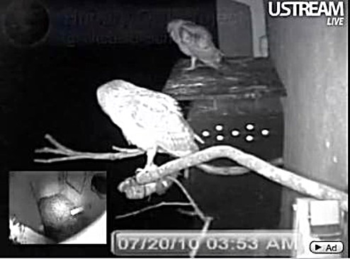 Nicasio Owls - Cinnamon and Ginger  Webcam Owl10