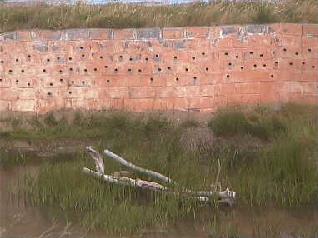 Montrose Basin Web Cam - scottish Wildlife Trust Sand110