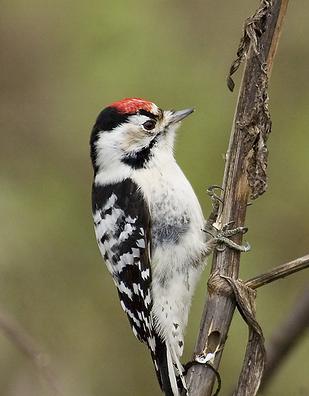 Lesser Spotted Woodpecker?? We17