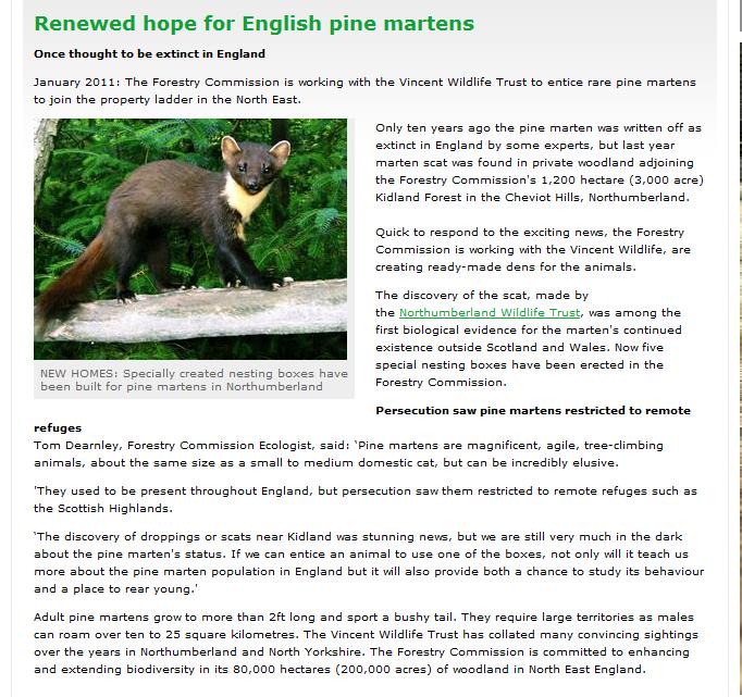 English Pine Martins We63