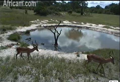 Post your Africam Pics - Page 8 We68