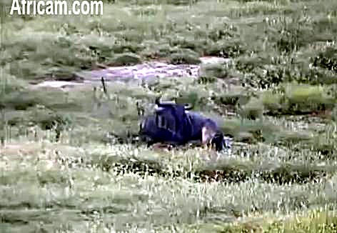 Post your Africam Pics - Page 8 We77