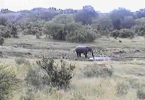 Post your Africam Pics - Page 9 We80