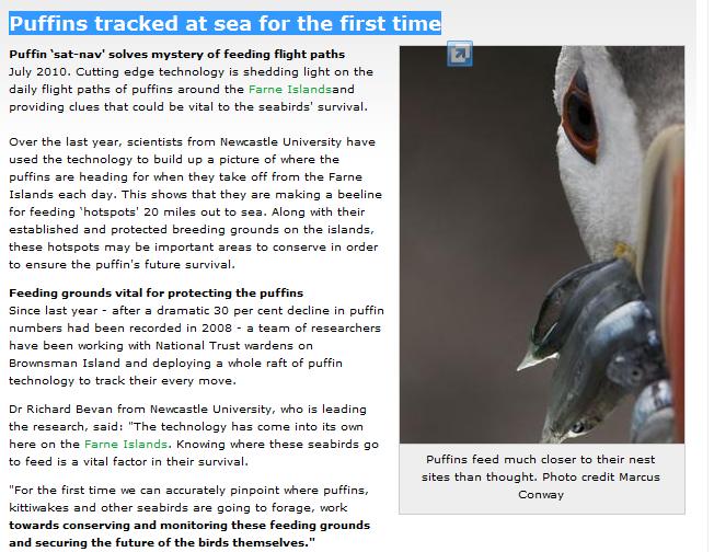 Puffins tracked at sea for the first time Wen13