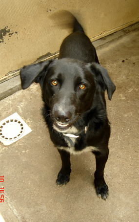 Balboa - croisé labrador de 4 ans Forbach Balboa10