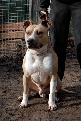 [CANIDES] Erusty amstaff LOF 1 an (57) Erusty12