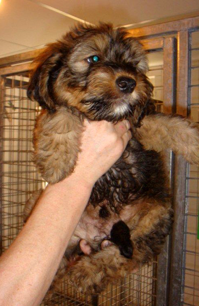 Porte de 6 chiots crois Lhassa Apso - Forbach TOUS ADOPTES Farah10