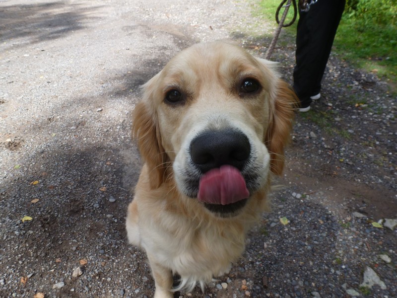 Enzo magnifique golden retriever né en mai 2011 - Refuge SPA de Forbach P1020120