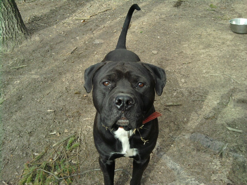 Taz xcane corso de 2 ans (57) Taaaz11