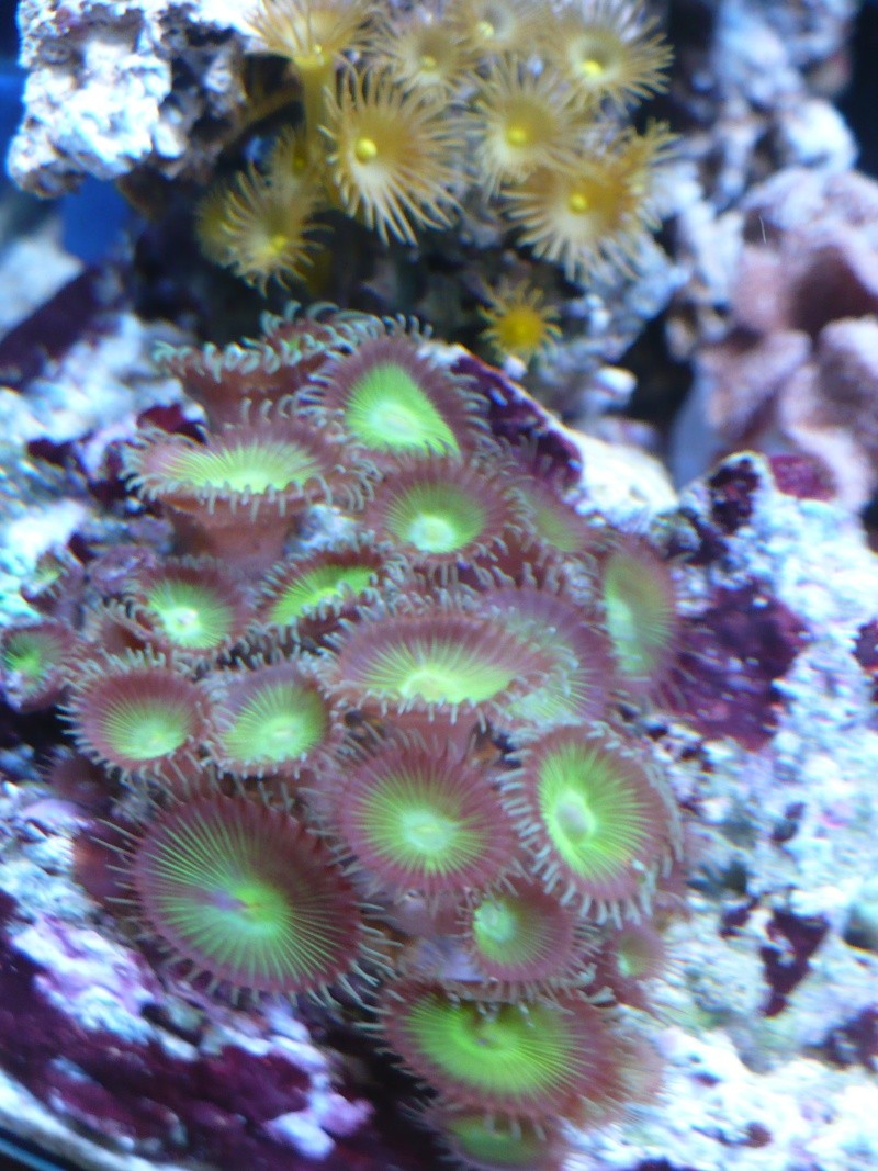 picot reef de conrad 1Ol P1050013