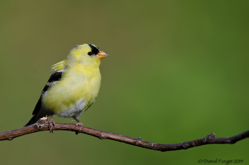 Chardonneret jaune D7k14-16