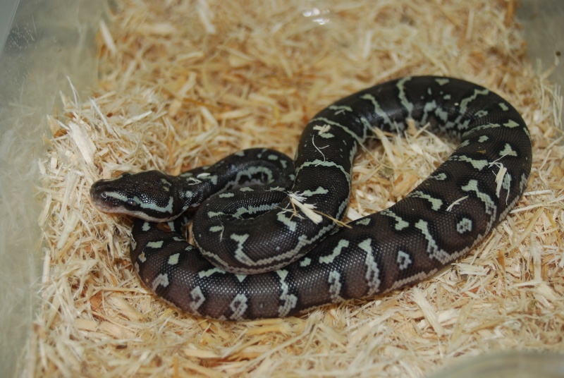 repro python anchietae 2014 Dsc_0316
