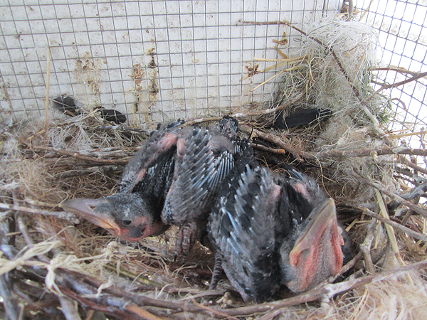 Corbeau pie ( Corvus albus) (2011) - Page 6 Oiseau11