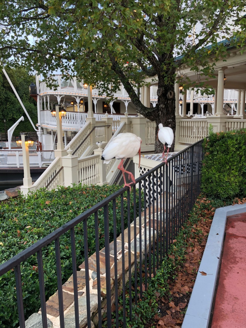 Trip Report : WDW et Universal - Toussaint 2019 en tête à tête avec ma fille Img_1326